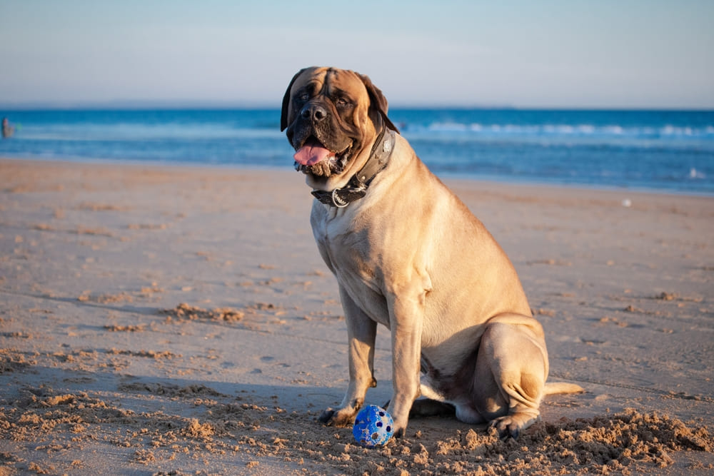 Сколько весит английский мастиф?