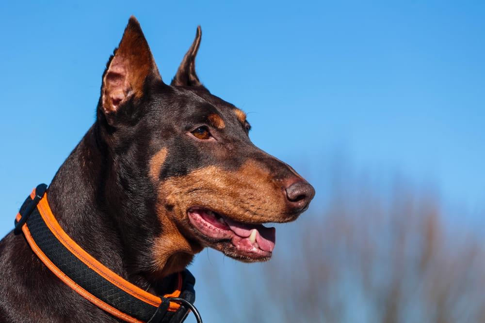 Владельцу требуется знать, сколько длится беременность у добермана