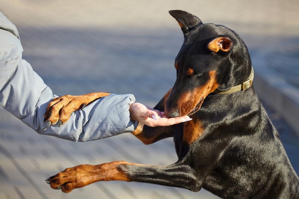 Особенности питания породы доберман