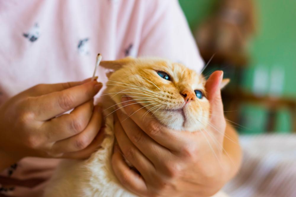 Профилактика ушных заболеваний у кошек 