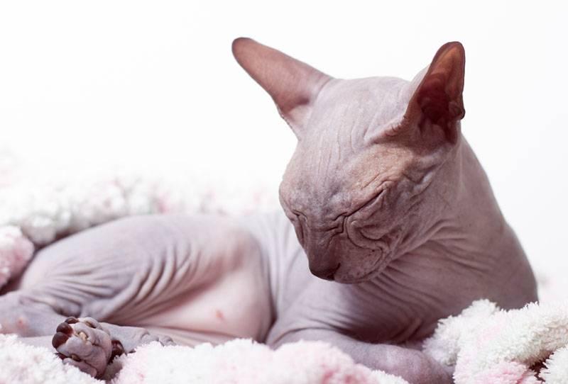 Породы кошек с необычной короткой шерстью: донской сфинкс Породы кошек с необычной короткой шерстью: донской сфинкс