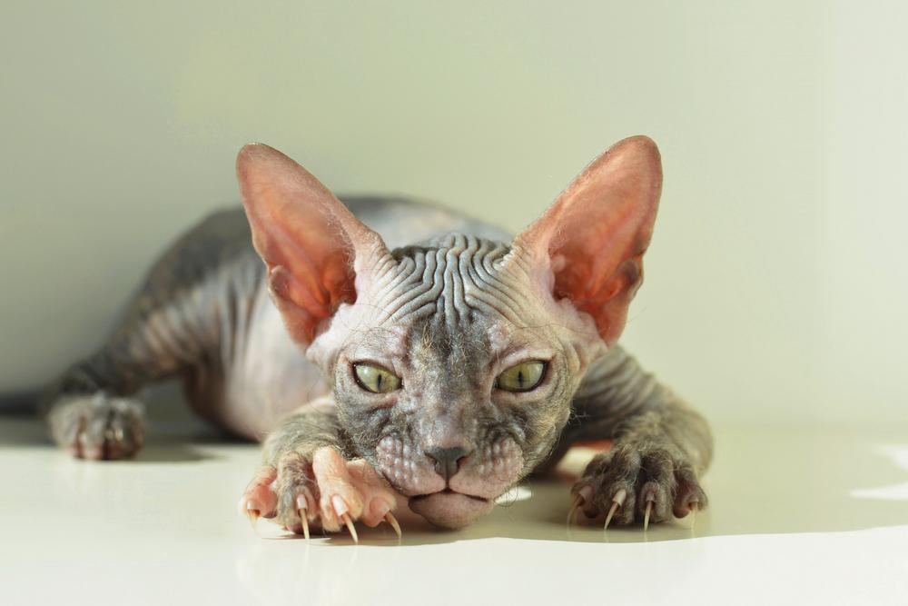 Черепаховые окрасы сфинксов: черный Черепаховые окрасы сфинксов: черный