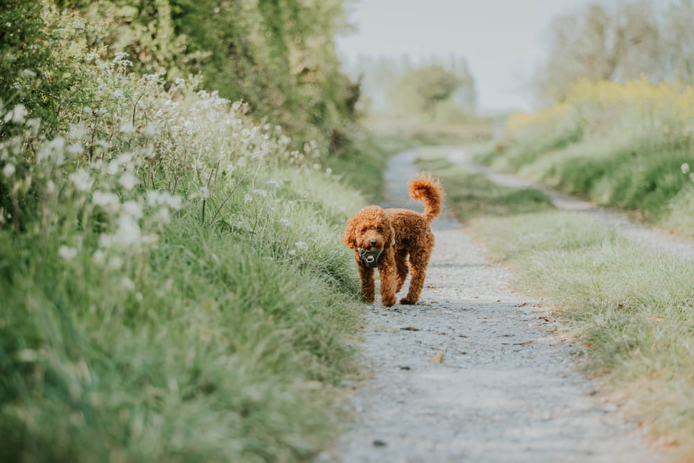 Владельцу важно знать, сколько длится беременность у пуделей