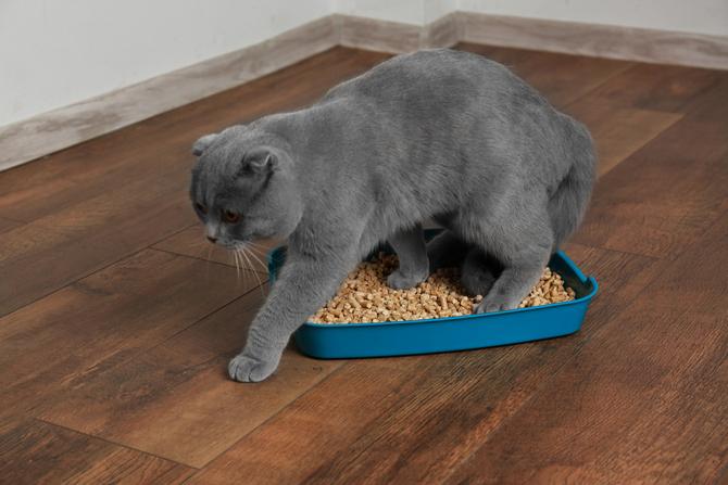 Как влияют особенности кошки на выбор наполнителя кошачьего туалета