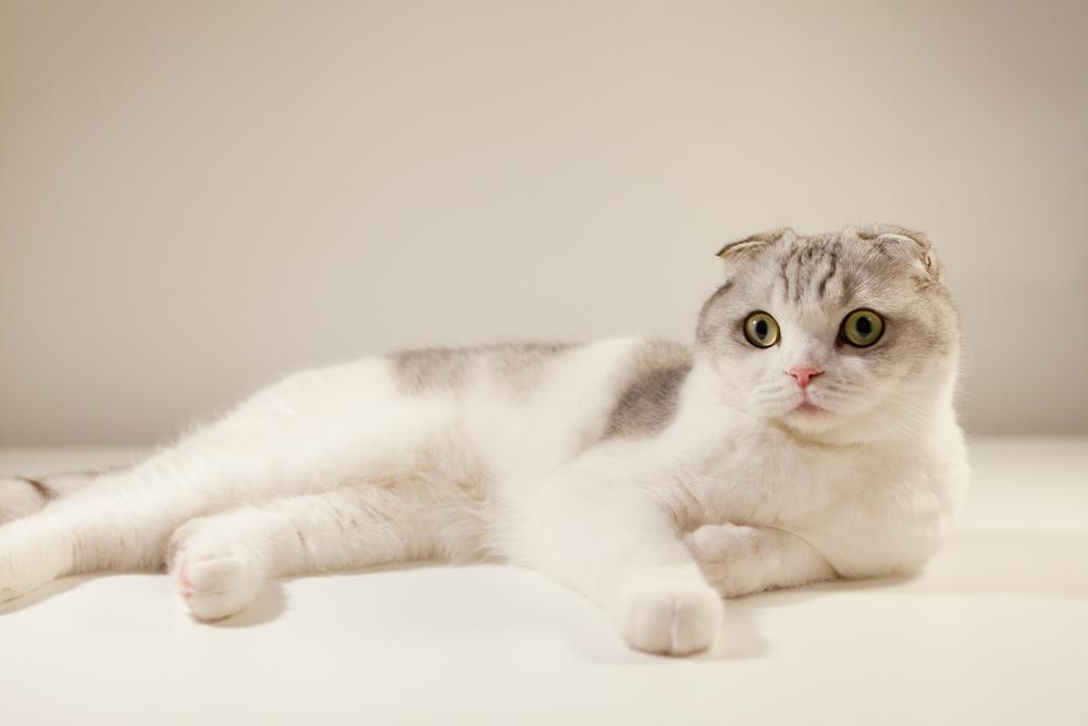 Окрасы шотландских кошек с белым цветом: биколор