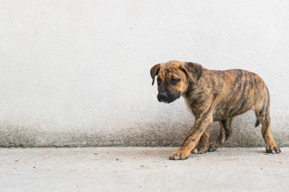 Воспитание алано