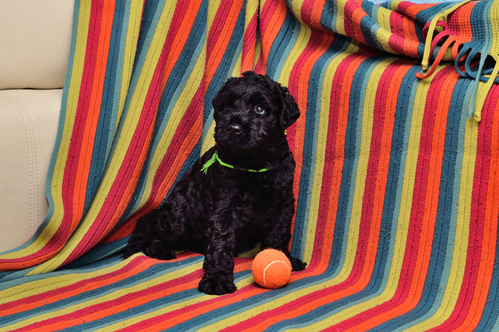 Керри-блю-терьер отличается хитростью