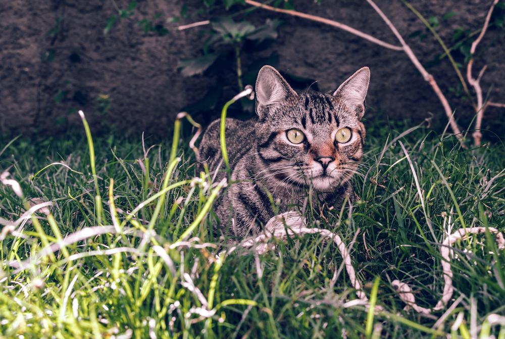 Содержание бразильской короткошерстной кошки