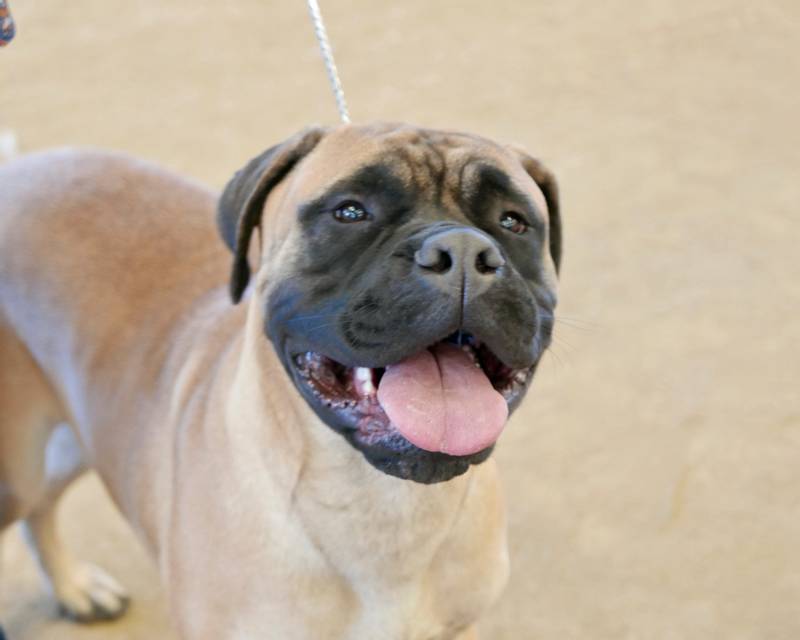 Уход и содержание американского мастифа