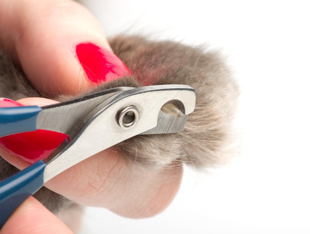 Фото как правильно подстричь когти кошке