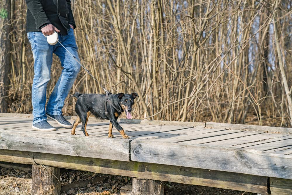 из истории немецкого пинчера