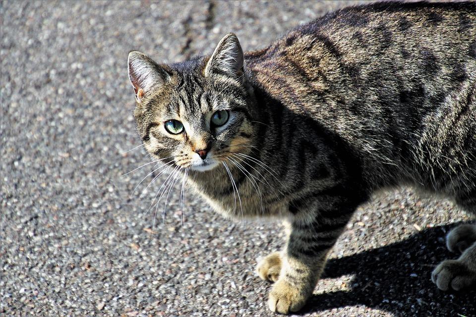 Наполнитель кошачьего туалета Зооник