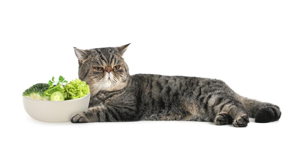 Терапия при дисбактериозе у кошек