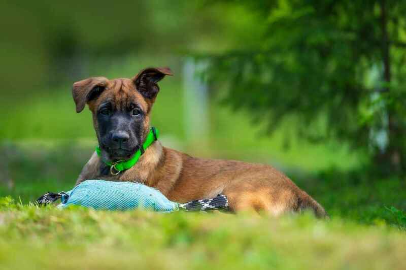 То, сколко весит бельгийская овчарка, зависит от питания
