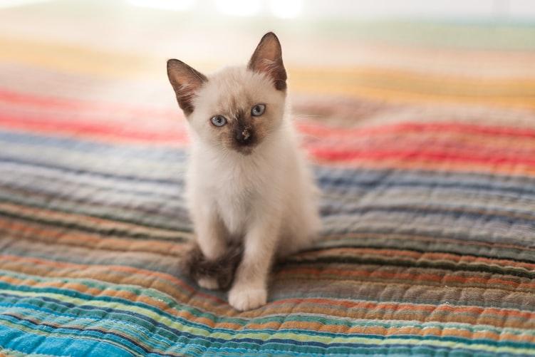 Уход за сиамской кошкой