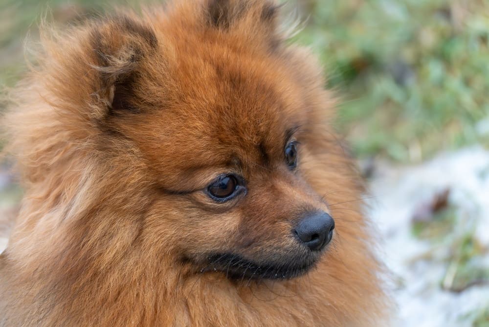 Померанские шпицы имеют склонность к алопеции