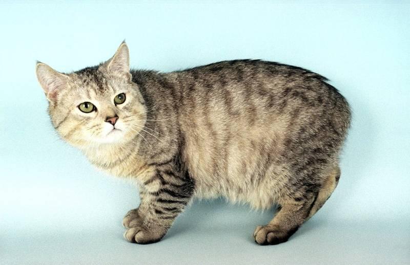 Английские породы кошек: кимрик