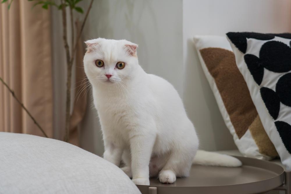 Выбирать имя для шотландской кошки-девочки можно с учетом происхождения