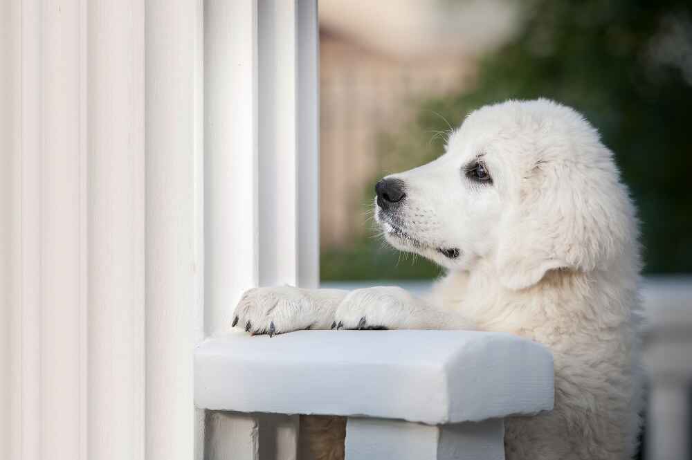 Как воспитывать словацкого чувача?