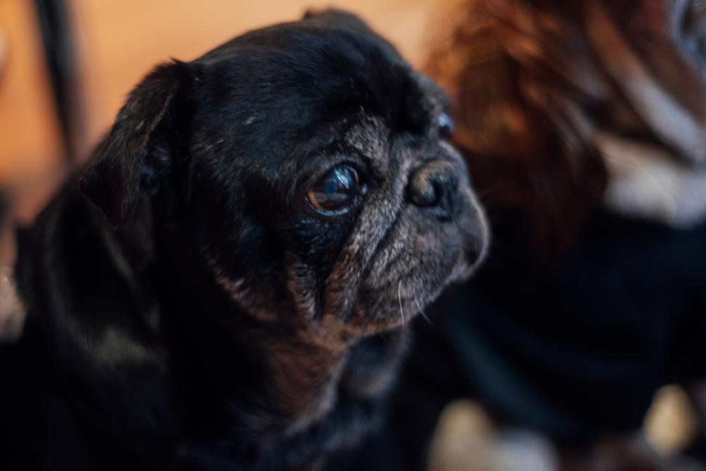 Фото черного мопса