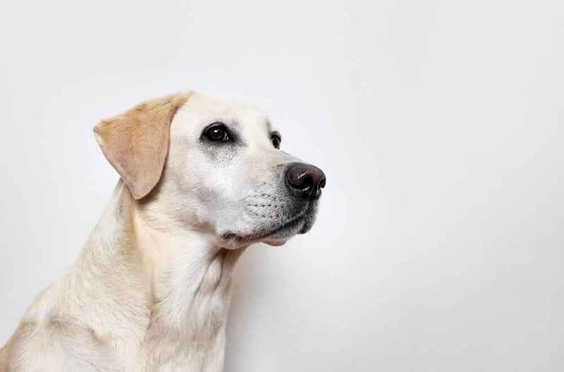 Лабрадор-ретривер требует гигиенического ухода