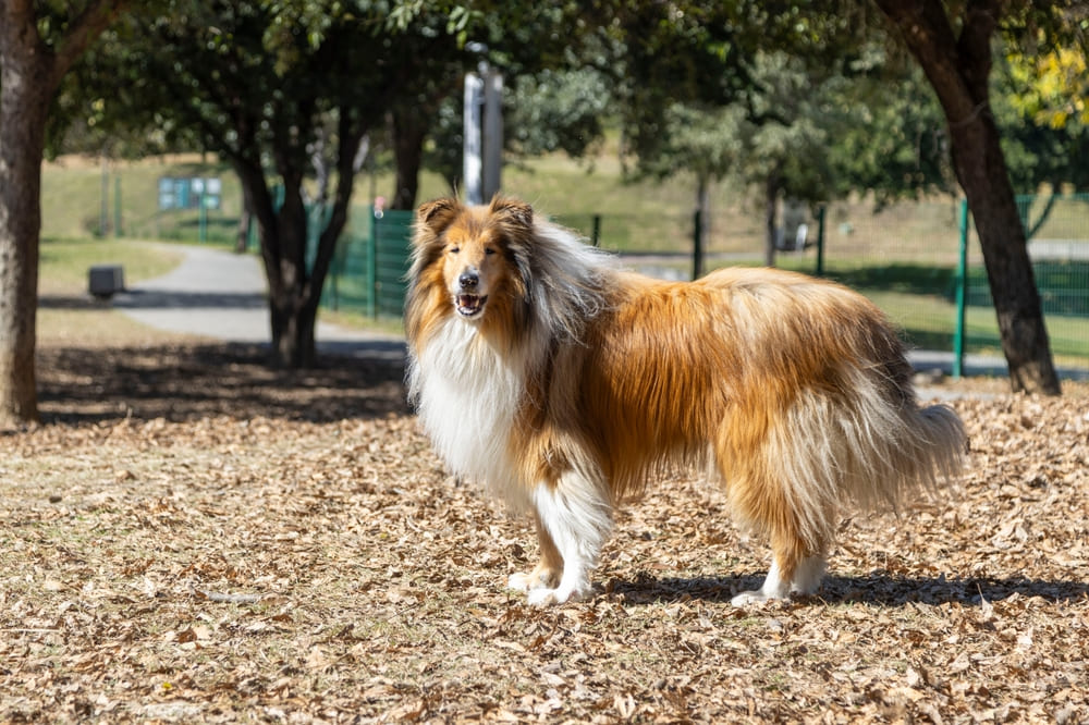 Зубы колли чистят регулярно