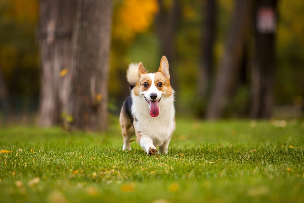 Во время вязки корги могут возникать проблемы