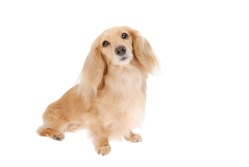 Виды такс по окрасу: сплошной окрас