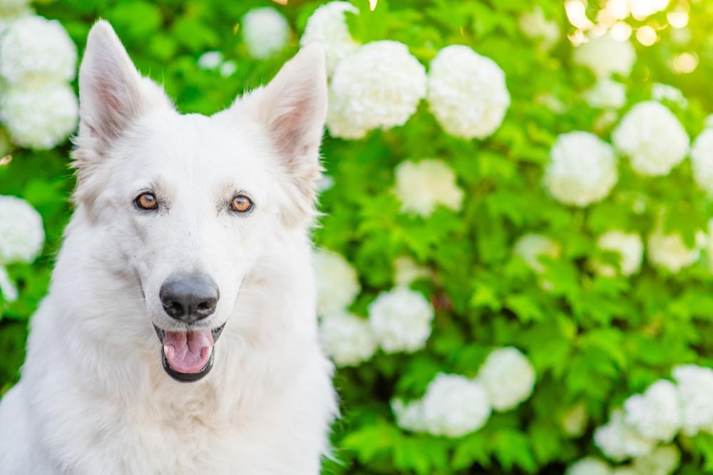 Когда начинать дрессировку белой немецкой овчарки?