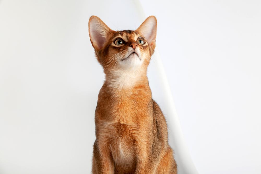 Породы кошек с большими глазами: абиссинская кошка Породы кошек с большими глазами: абиссинская кошка