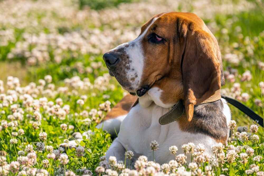 Пол не оказывает влияния на то, сколько проживет бассет-хаунд