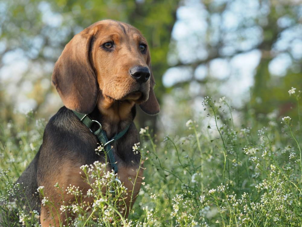 Особенности кормления польского огара