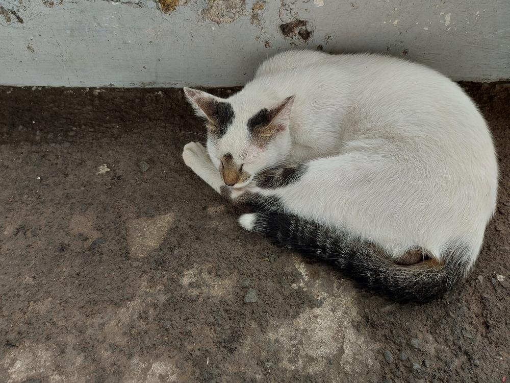 Какой характер у эгейской кошки?