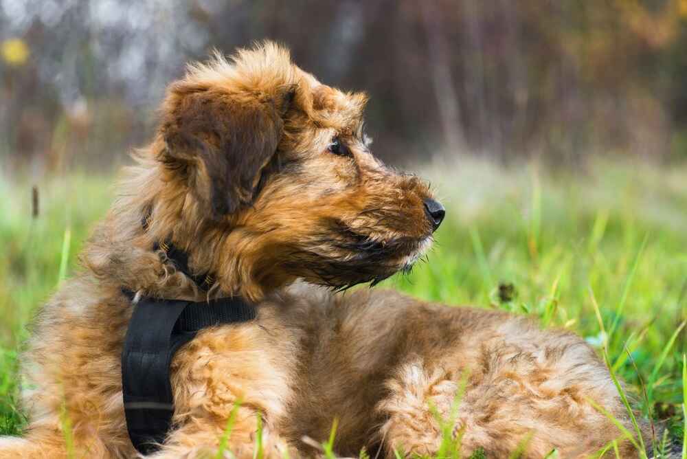 Как кормить бриаров?