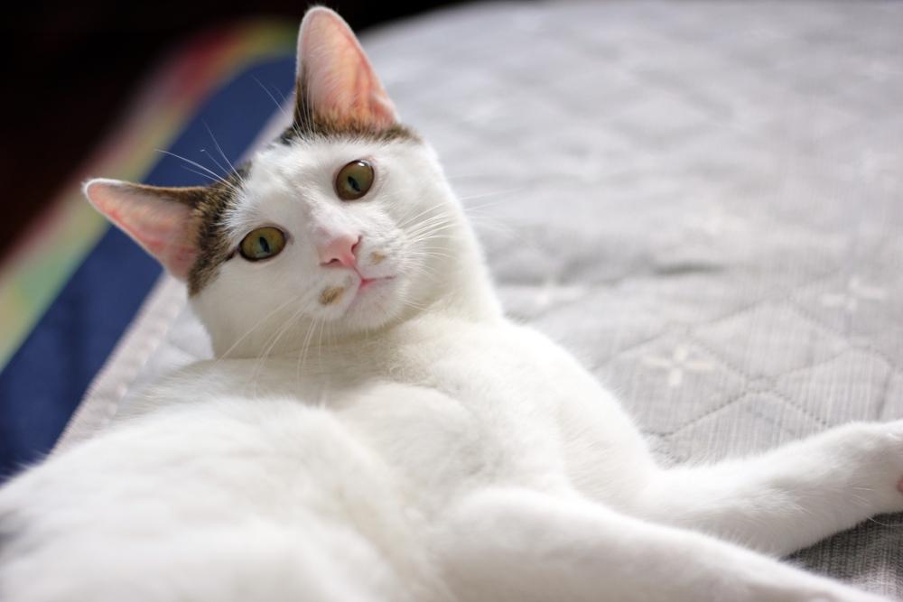 Гладкошерстные кошки с зелеными глазами: японский бобтейл Гладкошерстные кошки с зелеными глазами: японский бобтейл