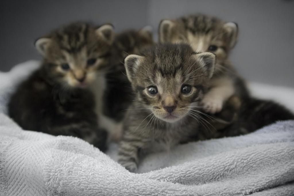 Как влияет порода на то, сколько котят может родить кошка 