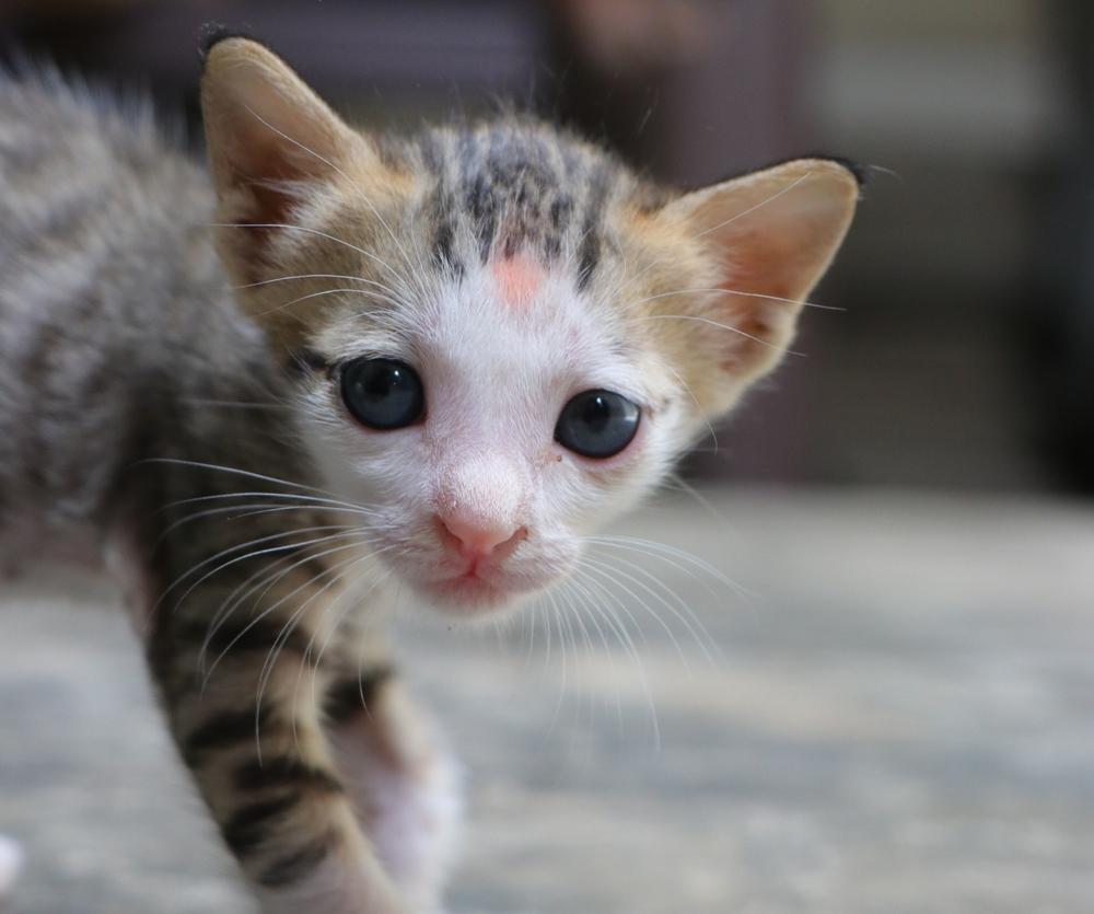 Опасность слезотечения у котят