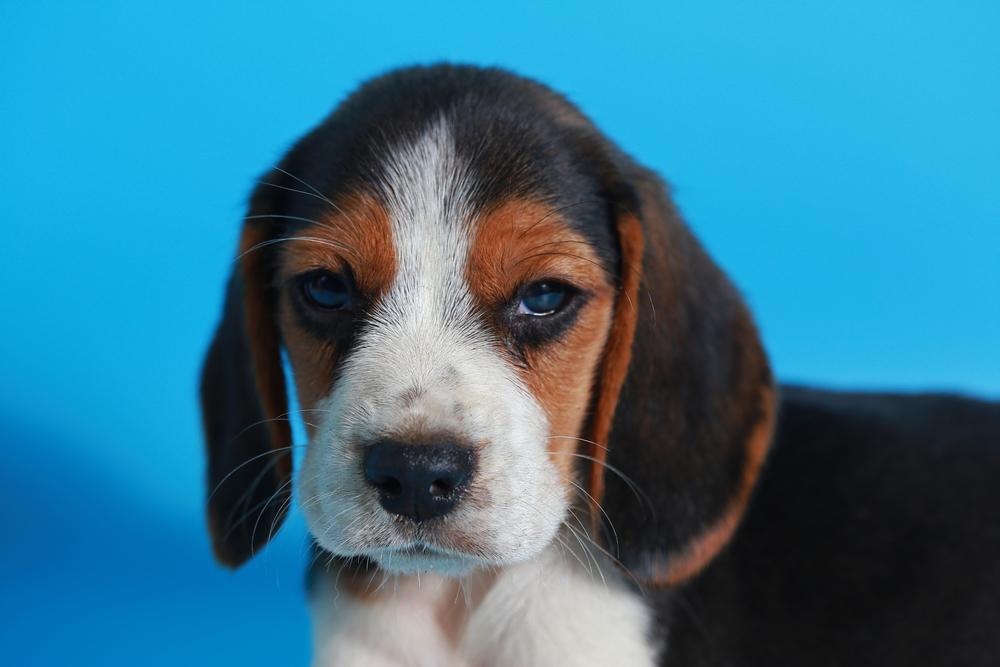 Что делать владельцу, чтобы не было аллергии на бигля?