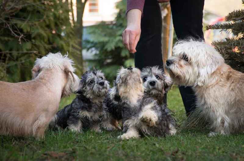 Какой спорт подойдет денди-динмонт-терьеру?