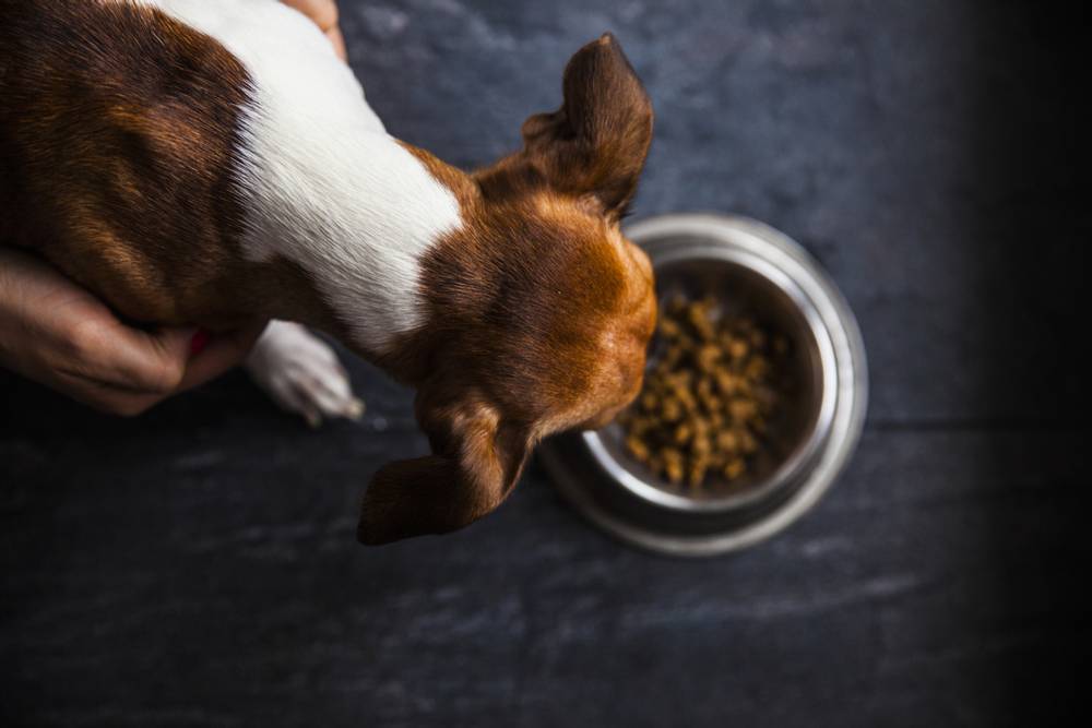 Собака не ест сухой корм из-за отсутствия аппетита