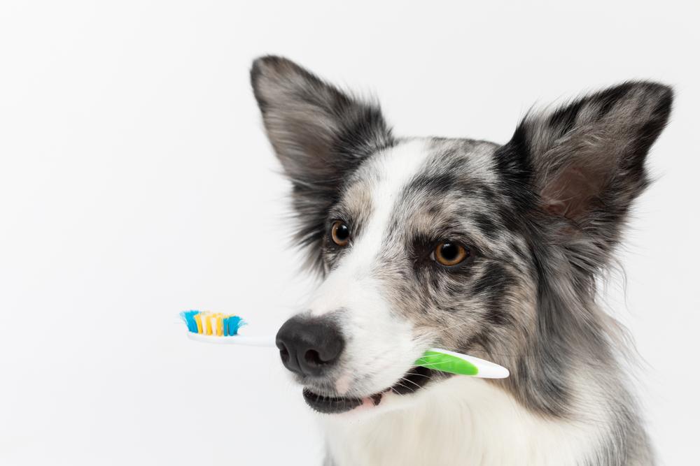 Профилактика пародонтита у собак Профилактика пародонтита у собак