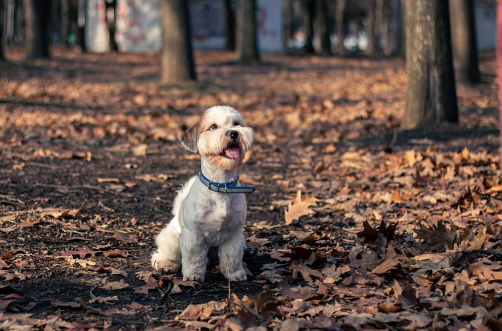 Левхены не считаются конфликтными собаками