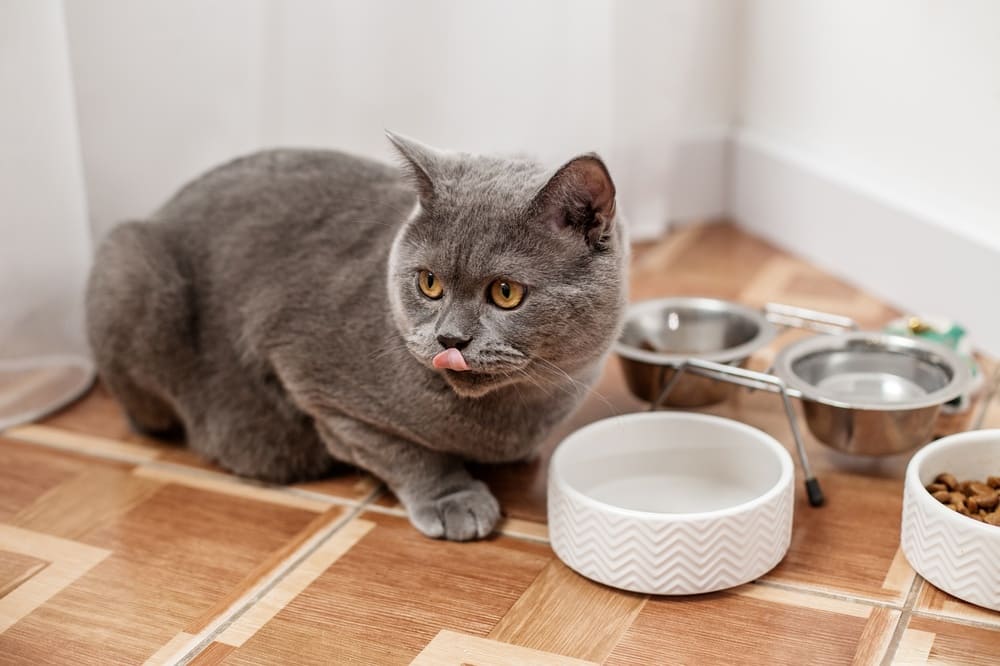 Сколько кошке можно сгущенки, определит диетолог