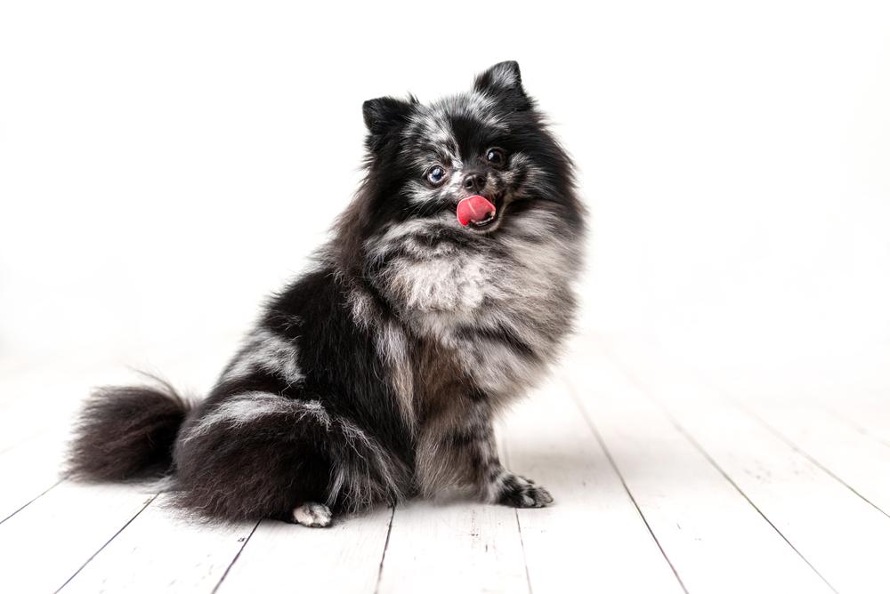 Редкие и запрещенные окрасы померанских шпицев: мерль Редкие и запрещенные окрасы померанских шпицев: мерль