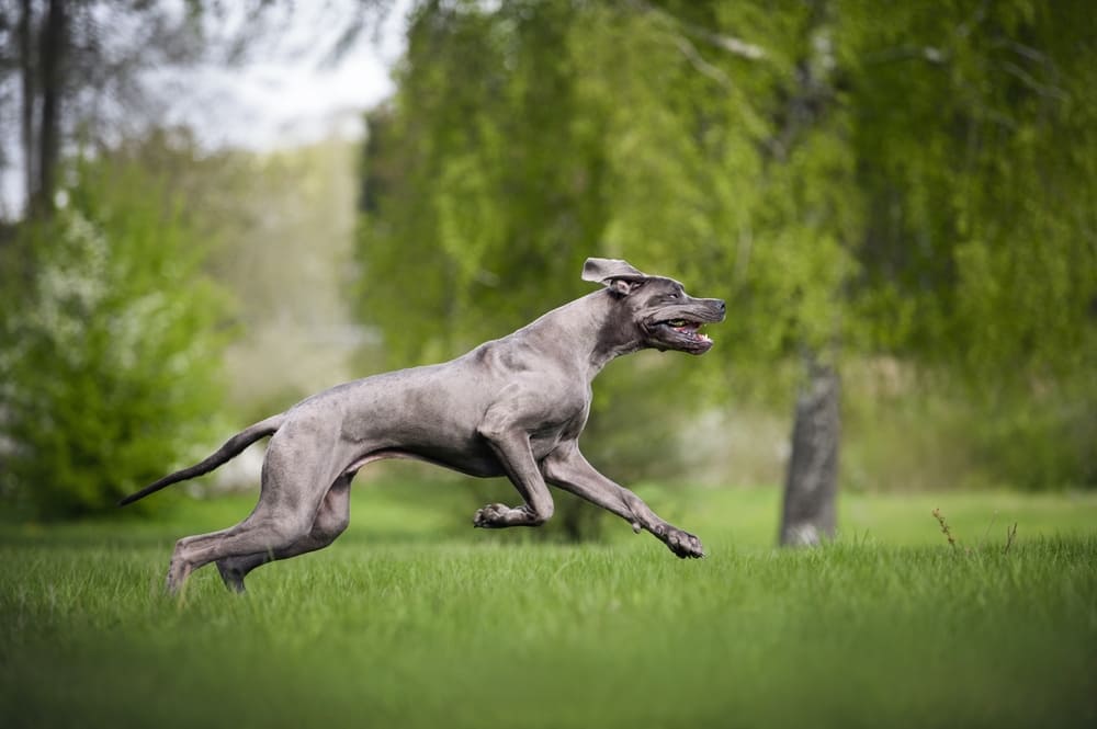 Важно, сколько стадий проживает немецкий дог