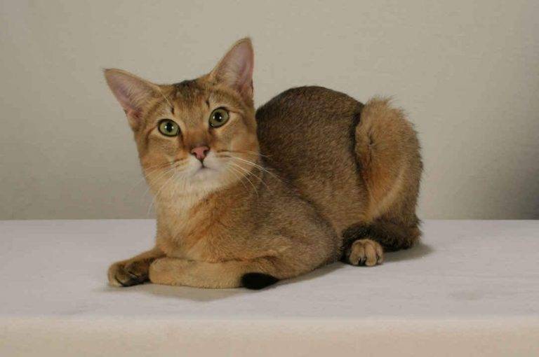 Породы кошек с большими ушами: чаузи