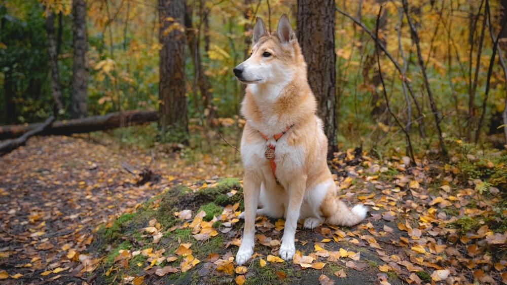 Собаки, похожие на хаски: западносибирская лайка