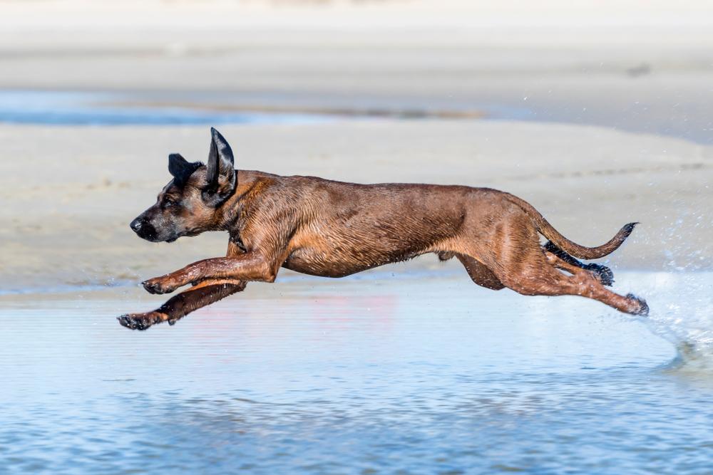 Дрессировка баварской горной гончей