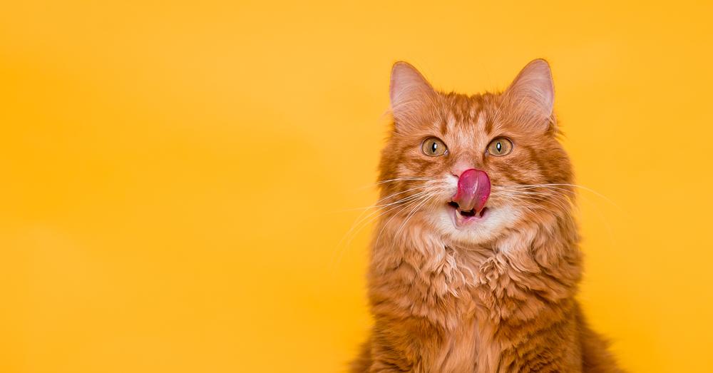 Кратко о важности вибрисс у кошек Кратко о важности вибрисс у кошек