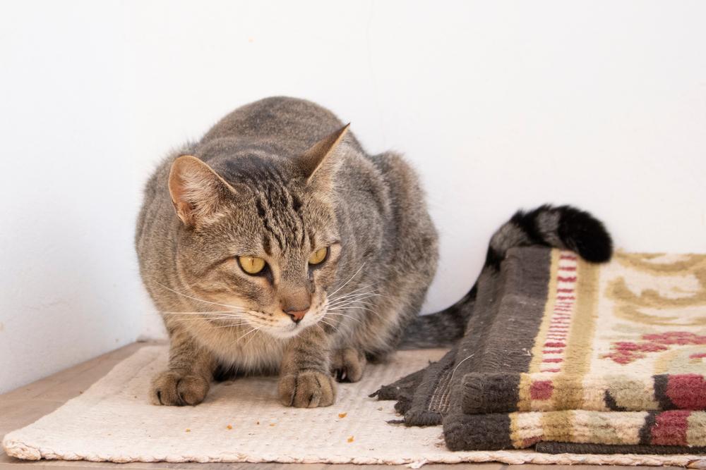 уход за европейской короткошерстной кошкой